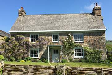 Wisteria covers the front of the cottage in the spring.