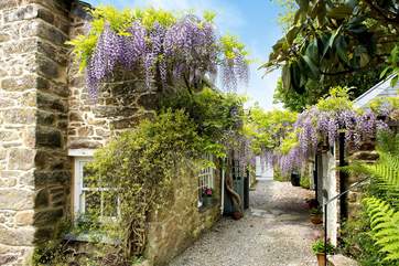 The covered walkway from the kitchen to the snug - it really is quite a display in late spring!