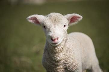 This little one is only days old.