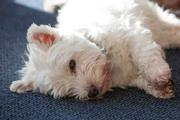 The Haven is pet-friendly, so why not bring your four-legged friend along on holiday with you.