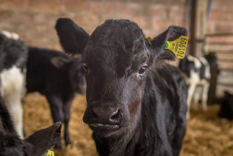 At calving time you can come and meet the new arrivals!