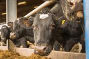 The other residents would love to meet you, just ask the owners, as they would be happy to show you around the farm.