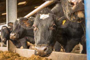 The other residents would love to meet you, just ask the owners, as they would be happy to show you around the farm.