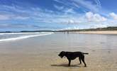 There are many dog-friendly beaches in high season and others that permit access early morning and evenings. - Thumbnail Image