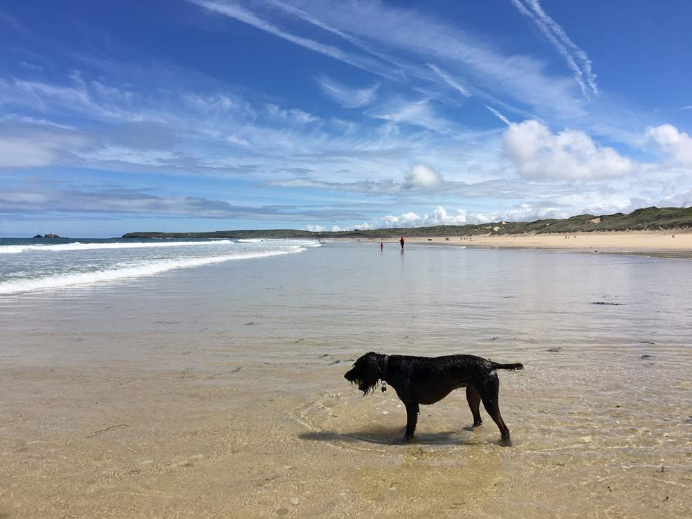 There are many dog-friendly beaches in high season and others that permit access early morning and evenings.