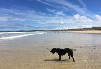 There are many dog-friendly beaches in high season and others will allow access early morning and evenings, alternatively, there are many inland walks to discover.