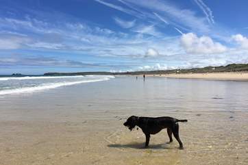 There are many dog-friendly beaches in high season and others will allow access early morning and evenings, alternatively, there are many inland walks to discover.