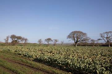 Put on your walking shoes and head out over the fields surrounding Bagwich Barn Cottage.