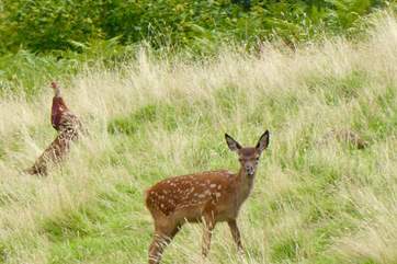 You are very likely to see wild deer in the fields that surround Stockham Farm.