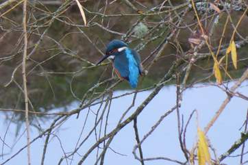 Another treat spotted recently at the farm. The little lake attracts a wide variety of wildlife - you can just sit and watch.