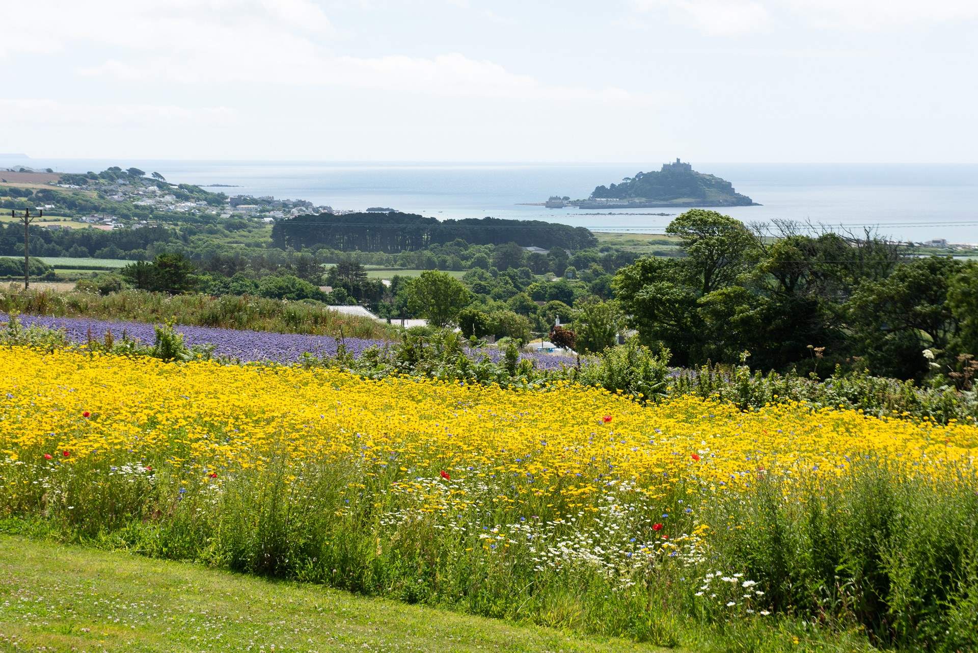 The wild flowers are simply stunning! 