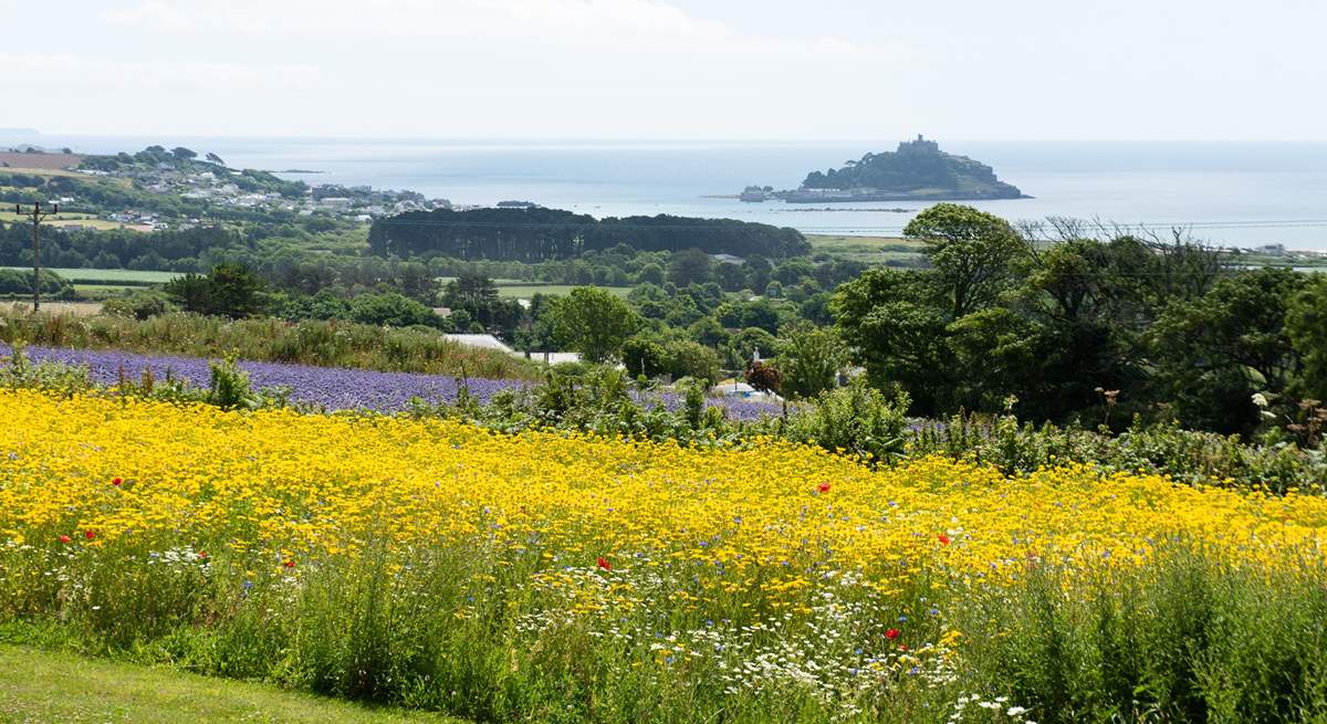 The wild flowers are simply stunning! 