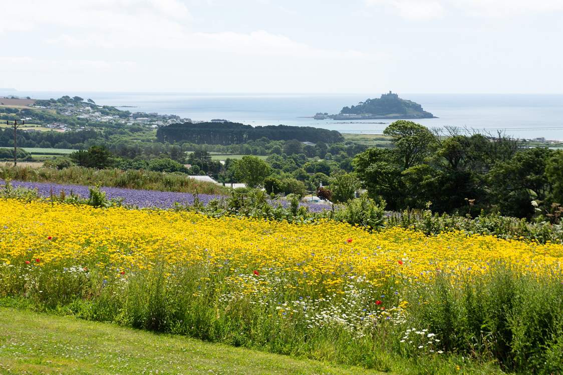 The wild flowers are simply stunning!