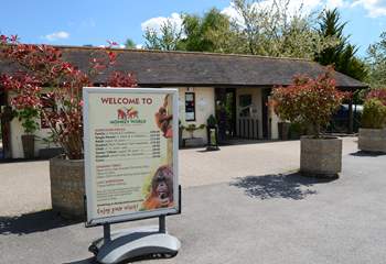 If you like primates, Monkey World is a rescue and rehabilitation centre, just eight miles from Beehive Cottage.