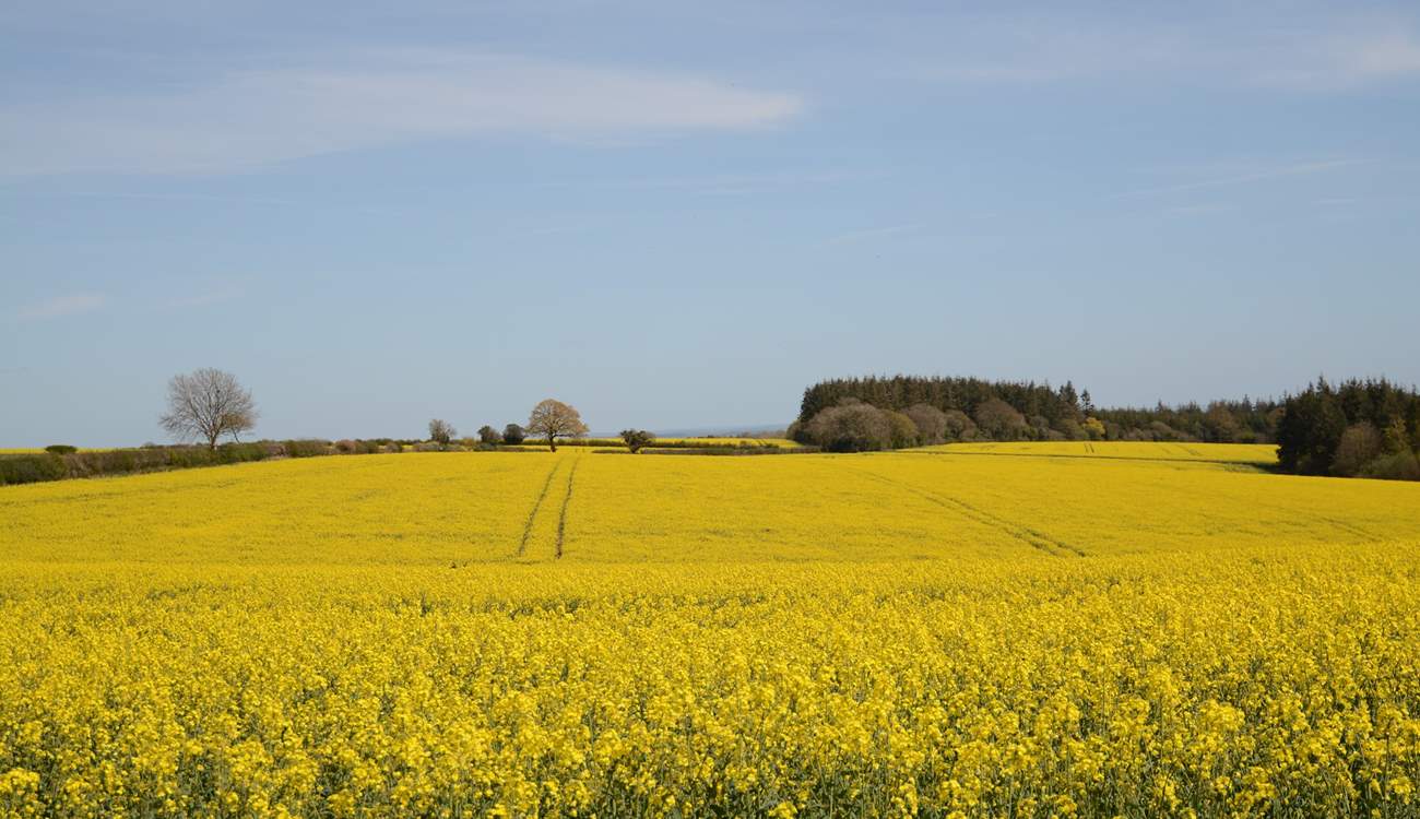 Rural Dorset, gorgeous all year round.