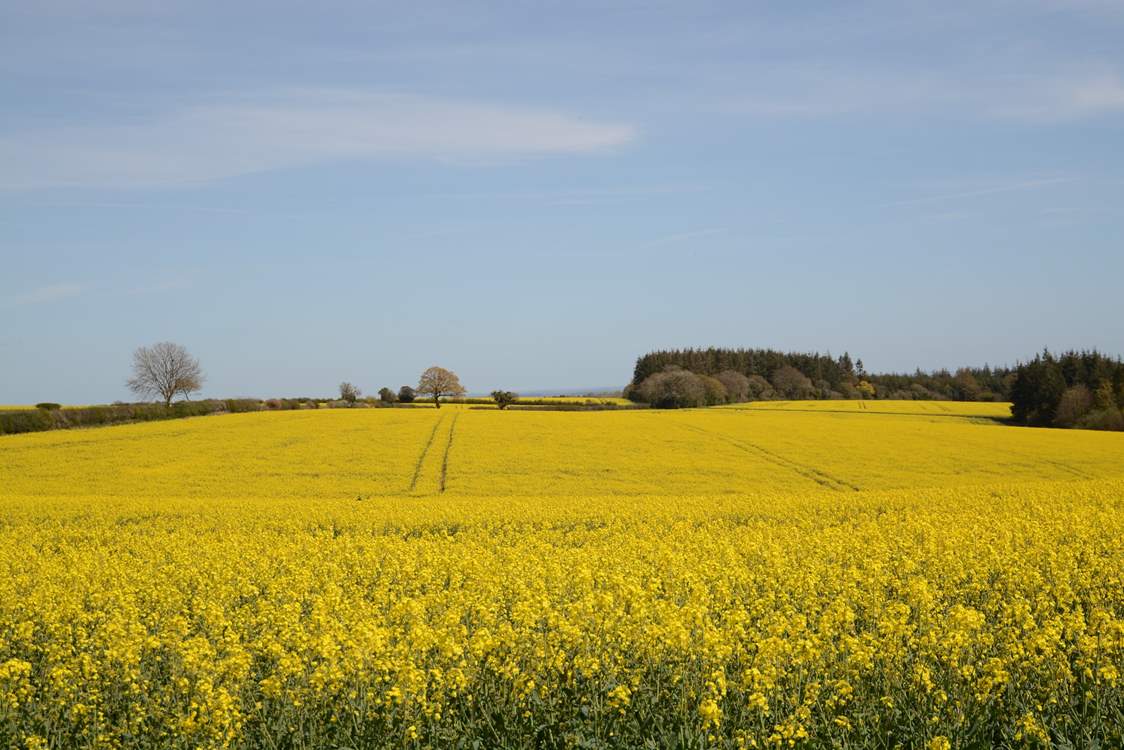 Rural Dorset, gorgeous all year round.