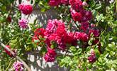 Gorgeous climbing roses can be enjoyed!  - Thumbnail Image