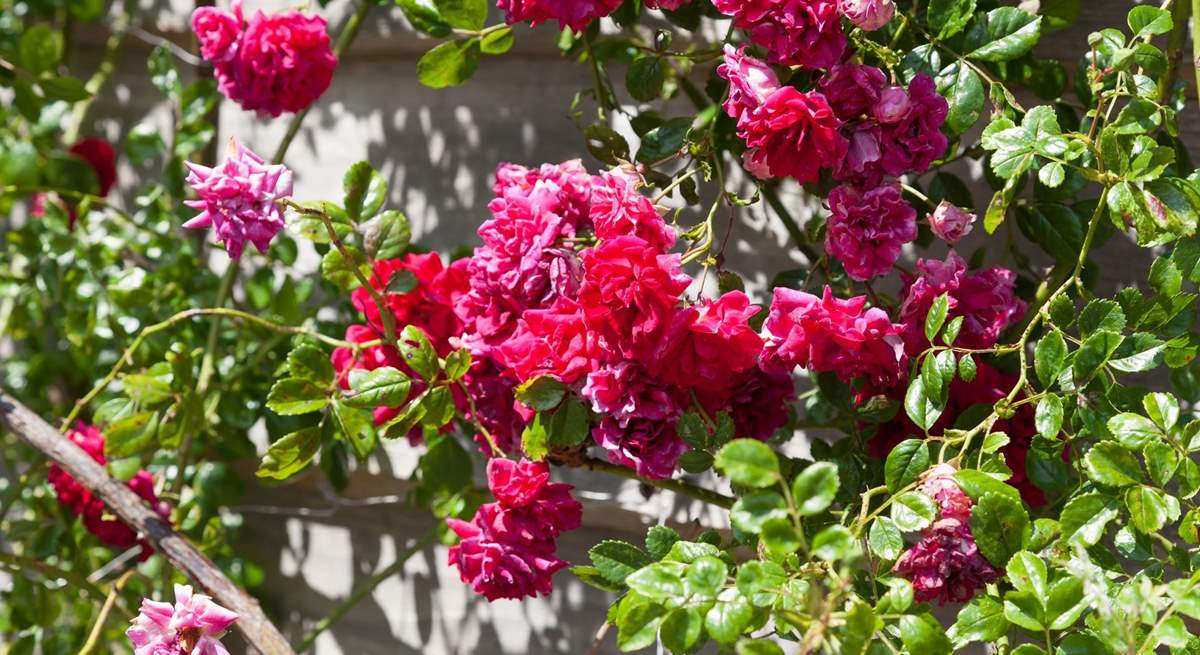 Gorgeous climbing roses can be enjoyed! 