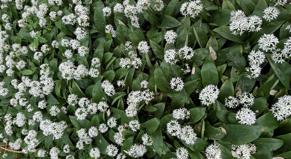 Forage for wild garlic!