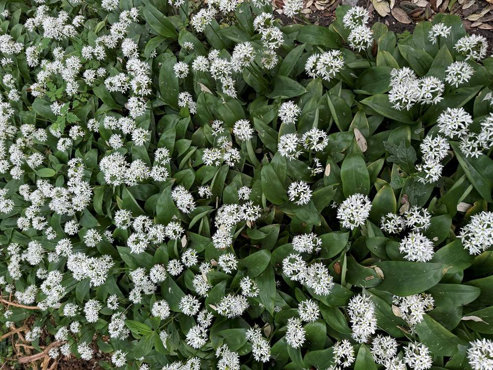 Forage for wild garlic!