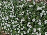 Forage for wild garlic!
