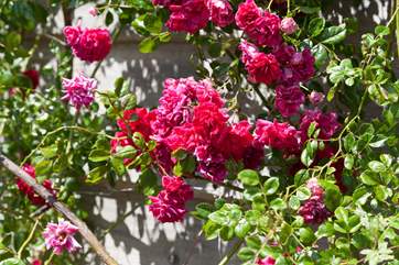 The climbing roses are truly stunning!