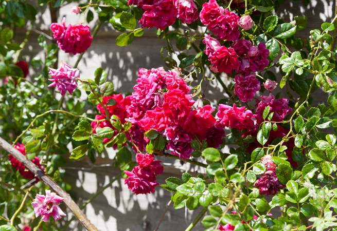 The climbing roses are truly stunning!