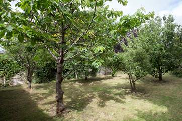At the far end of the garden is a little fruit orchard. This is a wonderful garden for children to explore as it is fully enclosed.