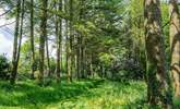 Or perhaps a wander through the woods could be a delightful way to spend a few sunny hours. - Thumbnail Image