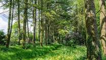 Or perhaps a wander through the woods could be a delightful way to spend a few sunny hours.