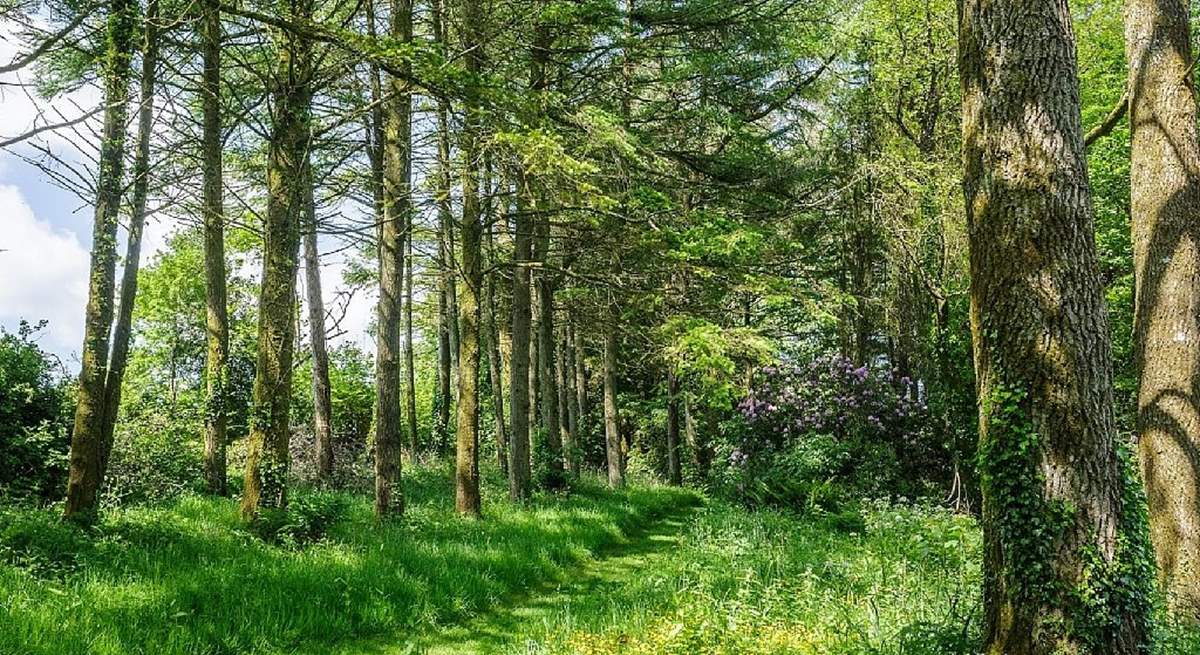 Or perhaps a wander through the woods could be a delightful way to spend a few sunny hours.