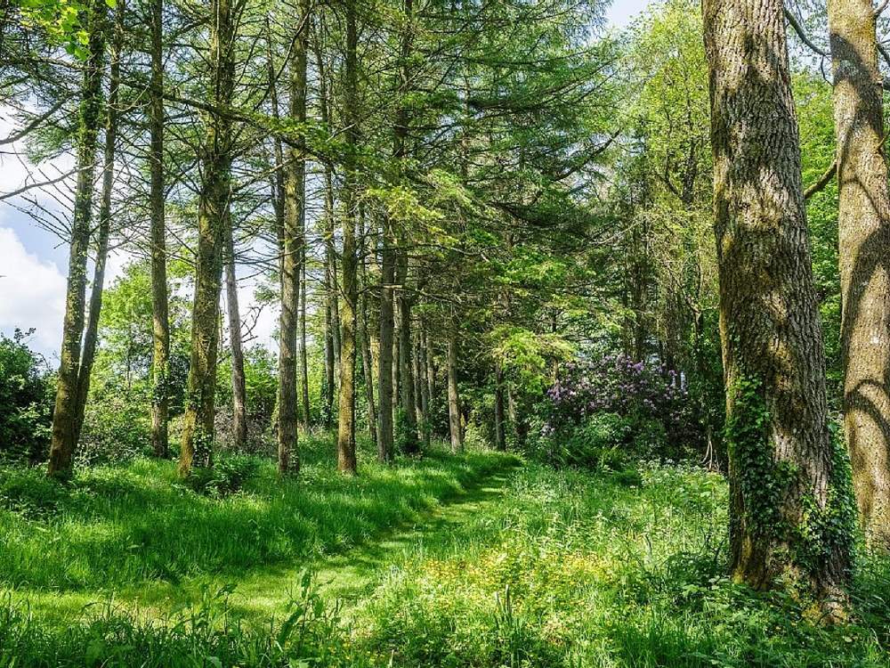 Or perhaps a wander through the woods could be a delightful way to spend a few sunny hours.