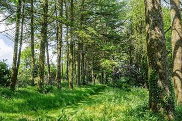 Or perhaps a wander through the woods could be a delightful way to spend a few sunny hours.