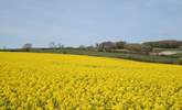 Rural Dorset in May. - Thumbnail Image