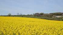 Rural Dorset in May.