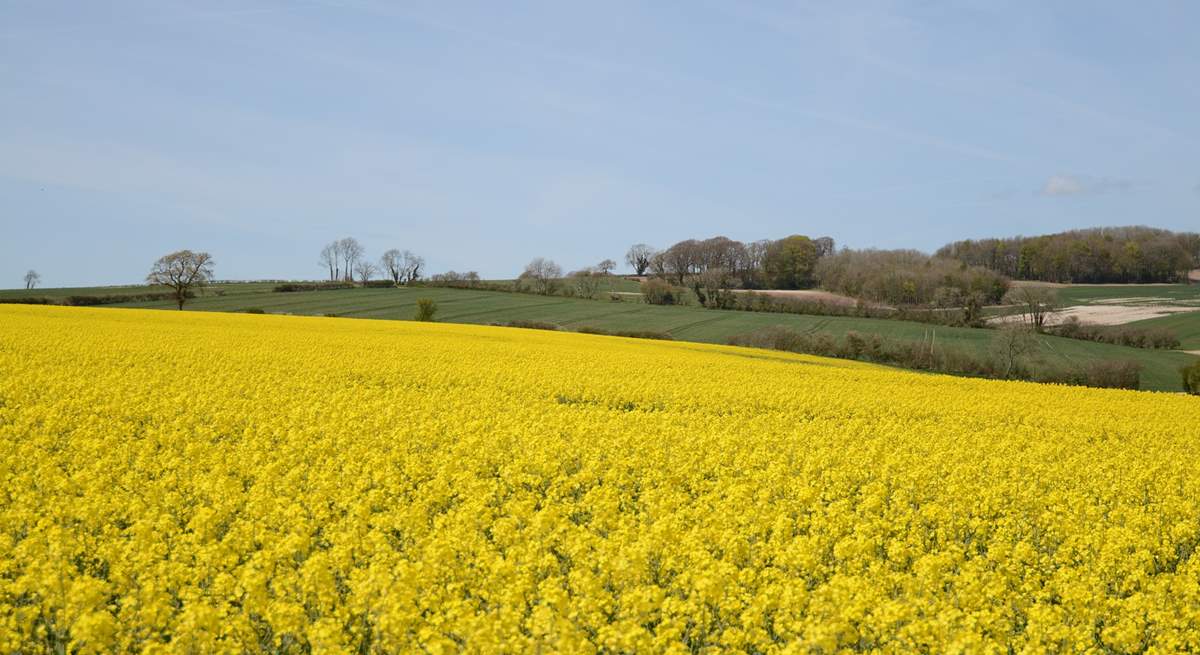 Rural Dorset in May.