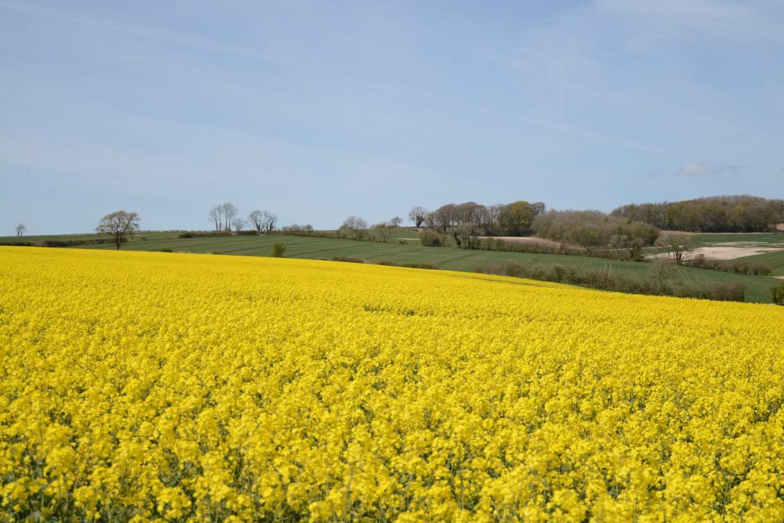 Rural Dorset in May.