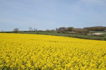 Rural Dorset in May.