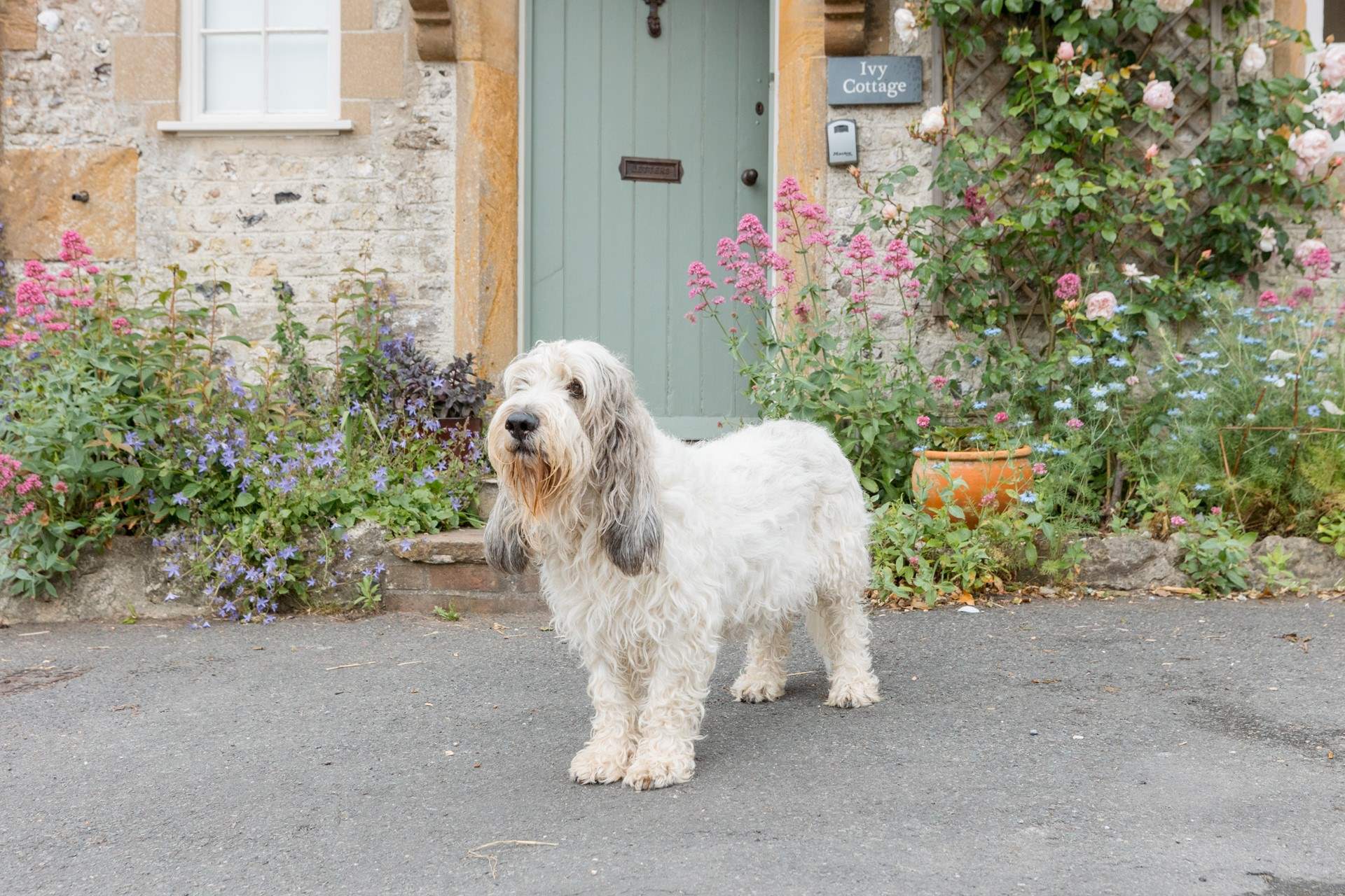 Your four-legged friends are very welcome!