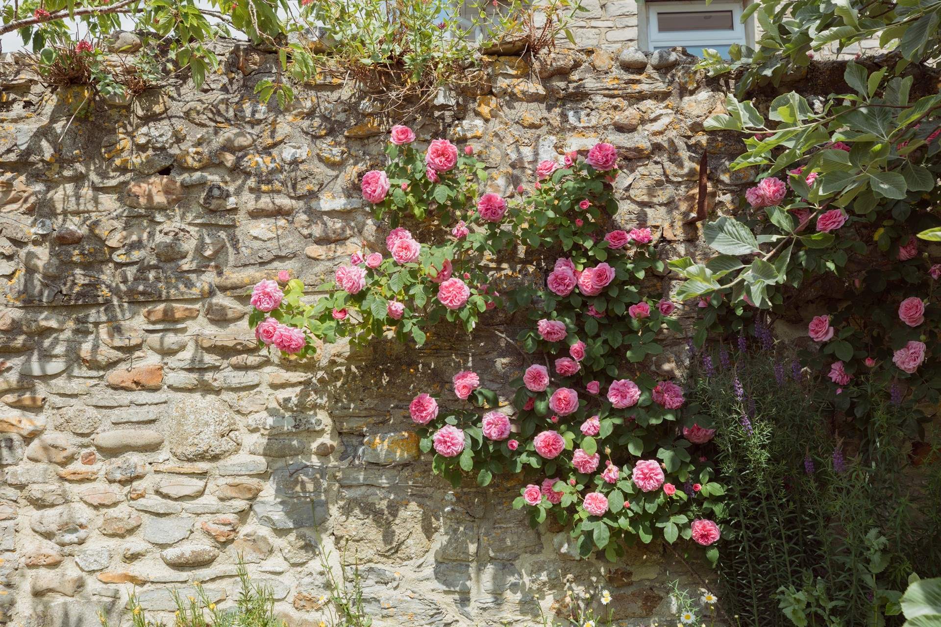 Delightful flowers can be found throughout the garden including a rose that smells of liquorice!