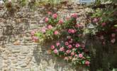 Delightful flowers can be found throughout the garden including a rose that smells of liquorice! - Thumbnail Image