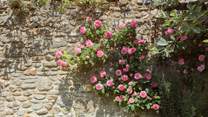 Delightful flowers can be found throughout the garden including a rose that smells of liquorice!