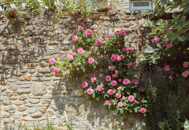 Delightful flowers can be found throughout the garden including a rose that smells of liquorice!