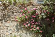 Delightful flowers can be found throughout the garden including a rose that smells of liquorice!