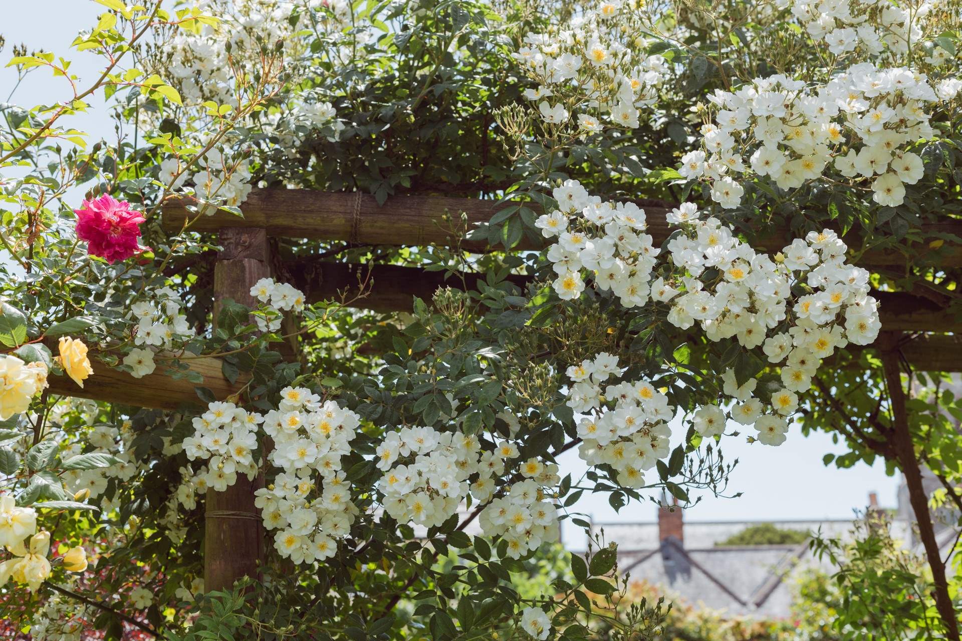 And the flower show goes on!