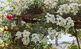And the flower show goes on! - Thumbnail Image