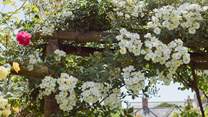 And the flower show goes on!