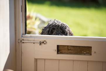 Your dog is most welcome!