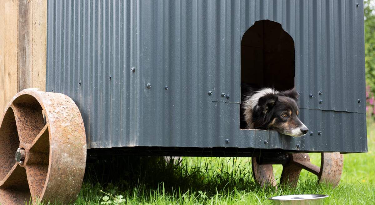 They can even sleep in their own mini shepherd's hut kennel but are also welcomed inside the main hut. 