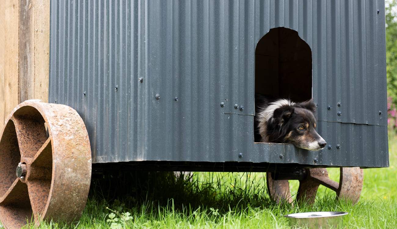 They can even sleep in their own mini shepherd's hut kennel but are also welcomed inside the main hut. 